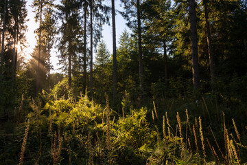 forest clearing with sunrays and illuminated plants, tree funeral; forest images