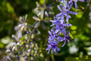 Beautiful blue and violet Petrea Volubilis flowers.