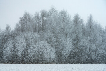 Frost-covered trees, winter landscape, Norway