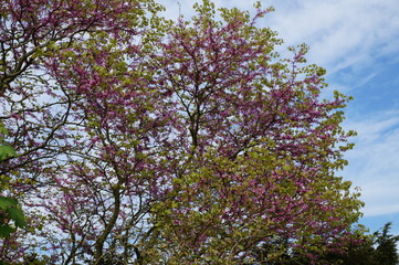 Blooming trees in Ickworth house, spring 2018