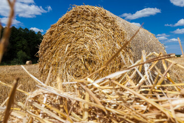 haystacks of their wheat straw