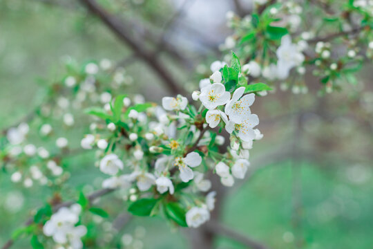 Blooming  tree on a blurred natural background. Selective focus. High quality photo. Spring blossoms. Tree branch with beautiful fresh pink flowers in full bloom, close up. 