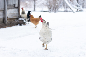 chicken in the snow in winter.