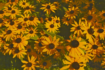Field of Rudbeckia with low contrast