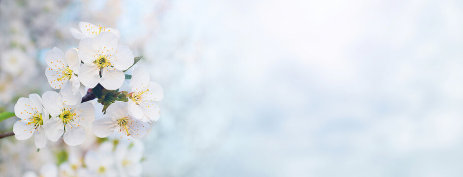Delicate spring background with cherry blossoms in light blue tones, copy space, panorama