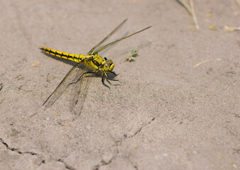Yellow dragonfly Sympetrum Danae Sulzer, sitting on dry ground on a sunny day. spring or summer background, big dragonfly, natural background. insect close-up, top view, place for text