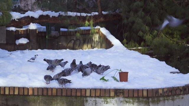 Palomas comiendo sobre la nieve
