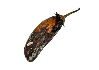 Decayed, rotten eggplant. Old vegetable with mold isolated on a white background.