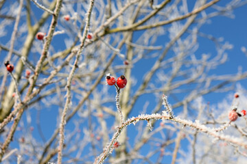 Red rose hips on a frosty morning