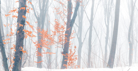 Wide panorama of snowy forest at foggy winter day with tonal perspective and contrast yellow leaves on foreground.