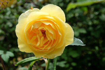 Rosa 'Graham Thomas' yellow rose in flower during the summer months