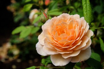 Rosa 'Grace Auskeppy' peach rose in flower during the summer months