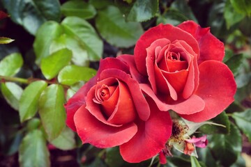 Rosa Hot Chocolate ' Wekpaltez' brown rose in flower during the summer months