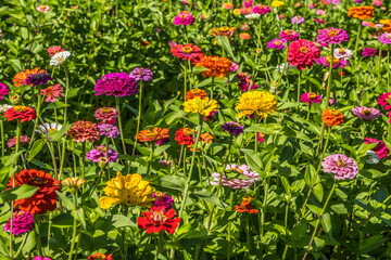 Zinnias blooming in a field