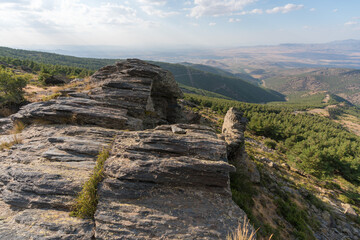 pine forest in Sierra Nevada in southern Spain
