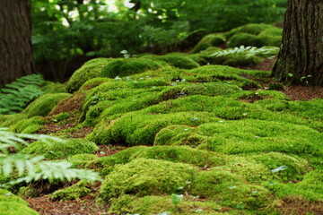 A moss covered forest floor with ferns