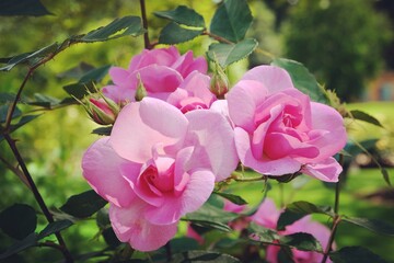 Rosa Cariad Auspanier pink rose in flower during the summer months