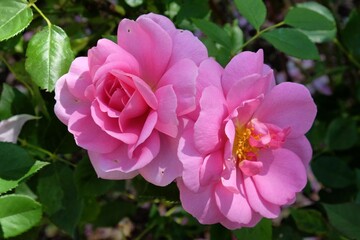 Rosa Cariad Auspanier pink rose in flower during the summer months