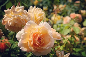 Rosa 'Grace Auskeppy' peach rose in flower during the summer months