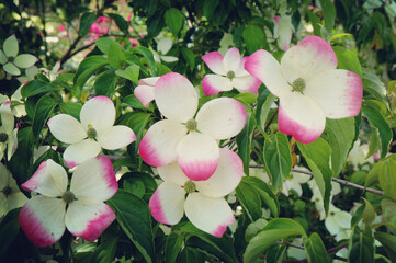 Cornus 'Gloria Birkett' dogwood,in bloom in the summer months
