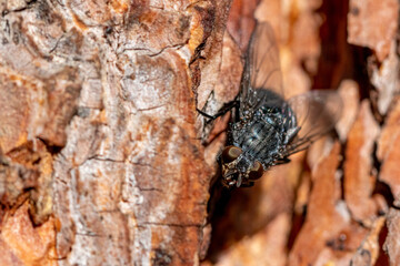 Black fly on a pine tree back