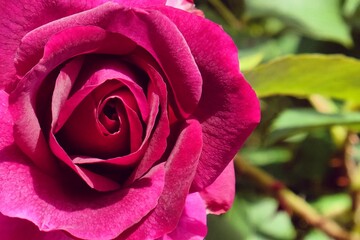 Fototapeta na wymiar Rosa Munstead Wood purple rose in flower during the summer months