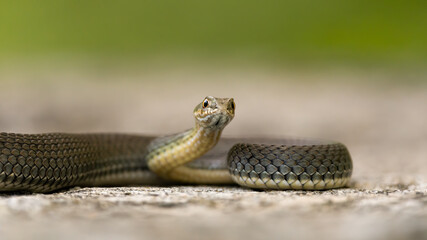 Malpolon monspessulanus, known as the snake from Montpellier, lying on a rock. Isolated on
beige-green background