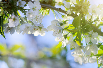 blossoming branch of a cherry. spring awakening of nature. selective focus, space for text