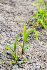long rows of green corn sprouts in spring or summer