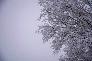 snow covered branches