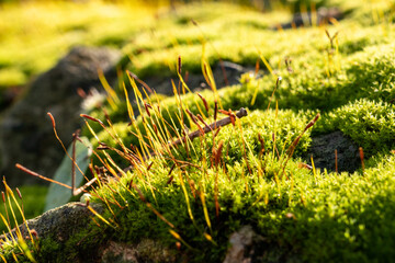 moss in the sun