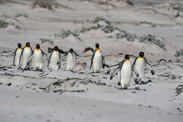 The king penguin (Aptenodytes patagonicus)