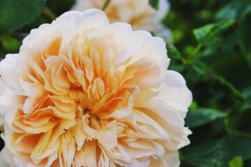 Rosa &Ocirc;Tea Clipper' peach rose in flower during the summer months