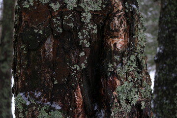 a fallen tree trunk covered with moss
