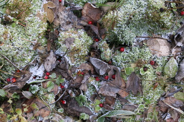 red berries tree trunk covered with moss