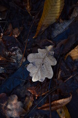 Otoño 2020 en el Parque del Retiro, Madrid, 2020/12/20