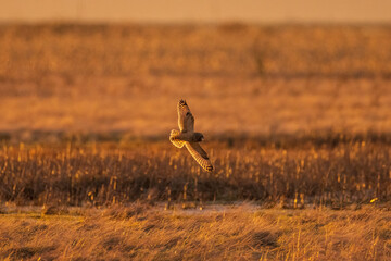 Short-eared owl flying and hunting over a grassy field at golden sunset or sunrise in Pacific Northwest, USA