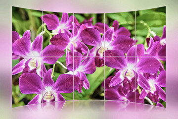 Orchideenportraits