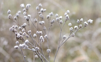 Frozen grass, frosty weather, fog and cold winter season concept