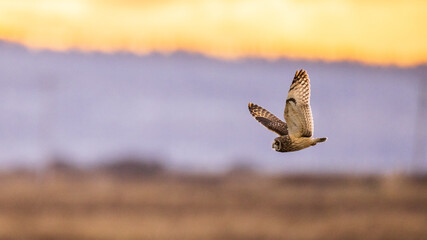 Short-eared owl flying and hunting over a grassy field at golden yellow sunset or sunrise sky in Pacific Northwest, USA