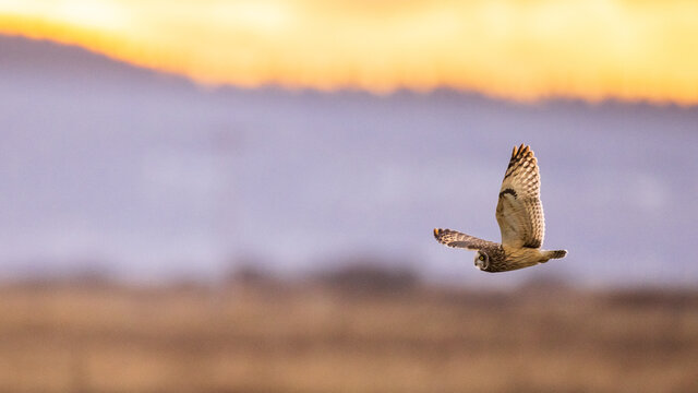 Short-eared owl flying and hunting over a grassy field at golden yellow sunset or sunrise sky in Pacific Northwest, USA