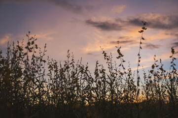 Obraz premium Sunn hemp, Indian hemp, Crotalaria juncea yellow blossom tropical plant and sunset sky