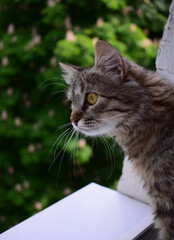 the cat on the windowsill looks out curiously
