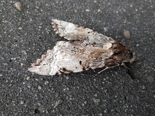 Goniohelia is a genus of moths of the family Erebidae. Amazon, Brazil
