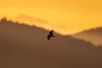 Short-eared owl flying and hunting over a grassy field at golden yellow sunset or sunrise sky in Pacific Northwest, USA