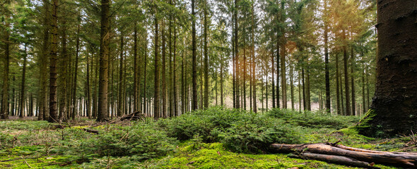 Silent Forest in spring with beautiful bright sun rays
