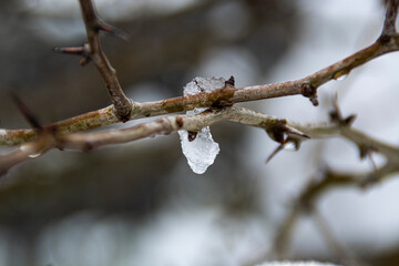 Ice on a tree branch in winter in the mountains