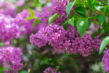 Fototapeta na wymiar beautiful bushes with lilac flowers in the garden