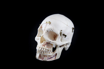 Modelo anat&oacute;mico de craneo para fines educativos