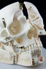 Modelo anatómico de craneo para fines educativos
